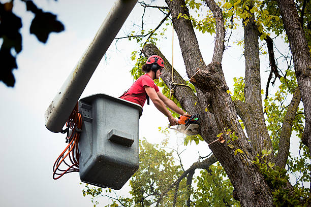 Best Emergency Tree Service  in Lacy Lakeview, TX